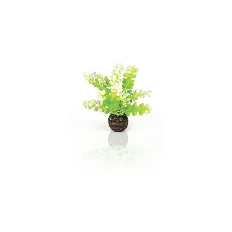 biOrb Caulerpe verte