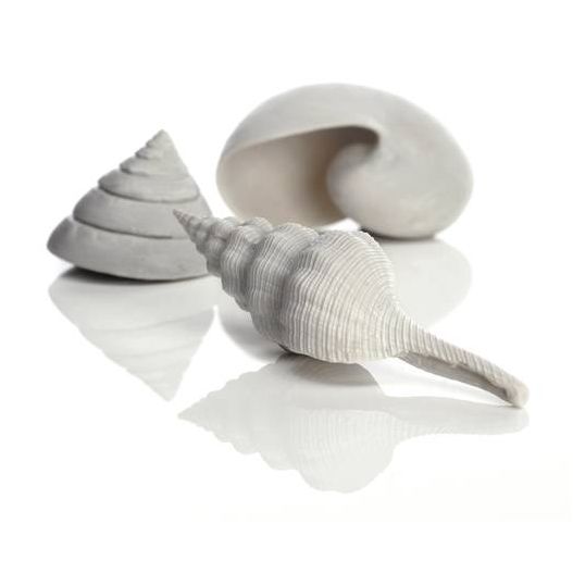 3 coquillages outlet