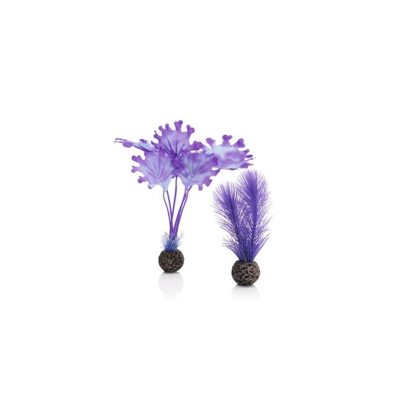 biOrb Petit set de plantes violettes