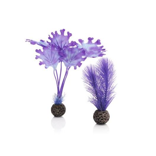 biOrb Petit set de plantes violettes