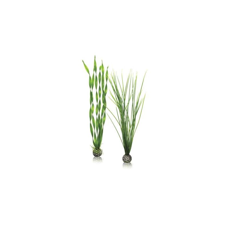 biOrb Set de grandes plantes vertes