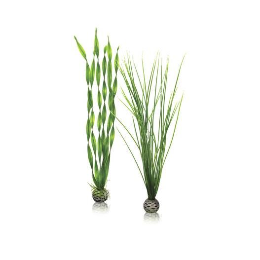 biOrb Set de grandes plantes vertes