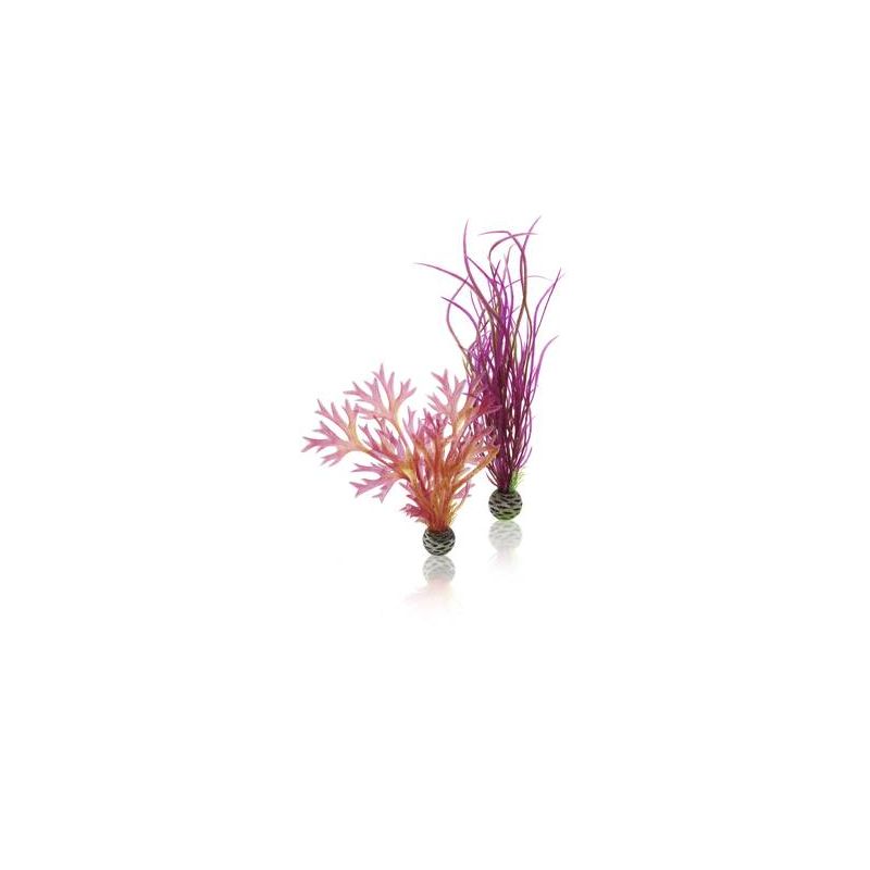 biOrb Set de plantes moyennes rouges & roses