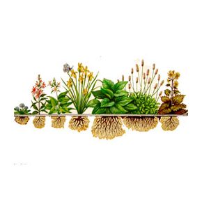 Plantes de bassins achats avantageux sur