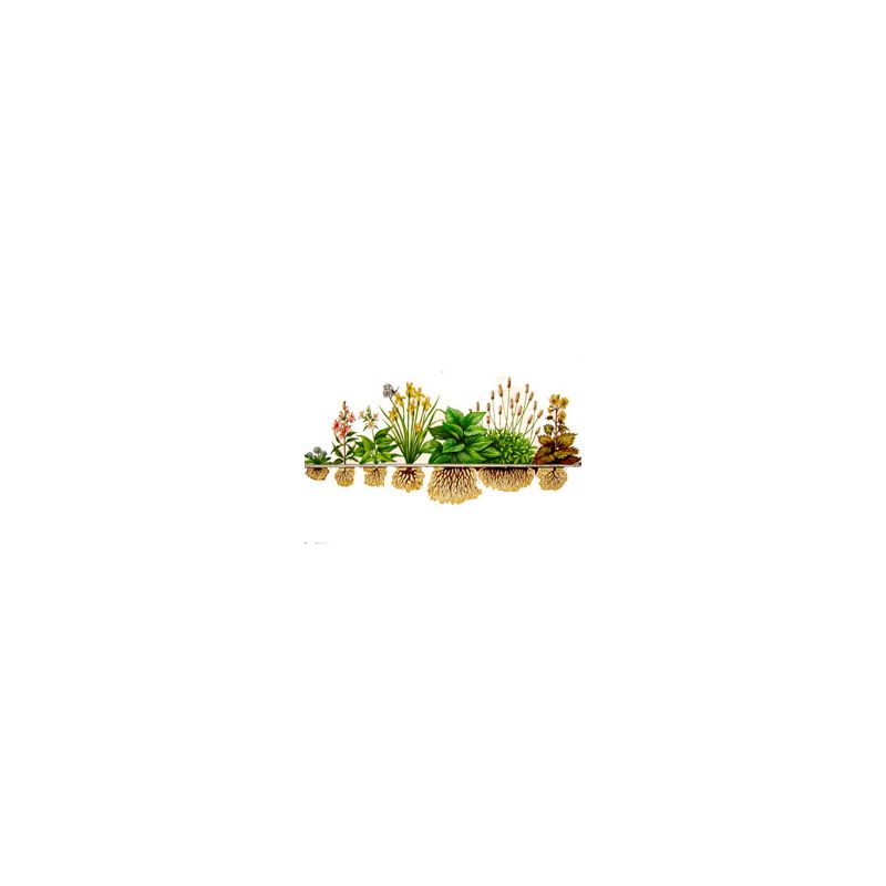 Lot de 18 Plantes Aquatiques et de rives