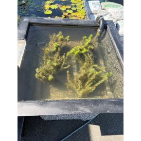 Bassin filtrant mini lagune 100x100 x35 cm 190L