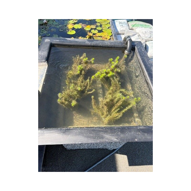 Bassin filtrant mini lagune 100x100 x35 cm 190L