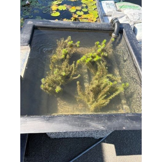 Bassin filtrant mini lagune 100x100 x35 cm 190L