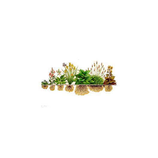 Lot de 9 Plantes Aquatiques et de rives + 1 nénuphar