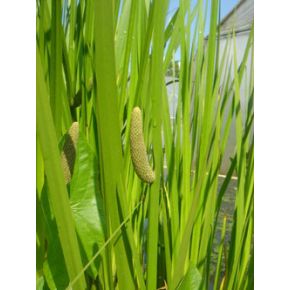 Acorus calamus