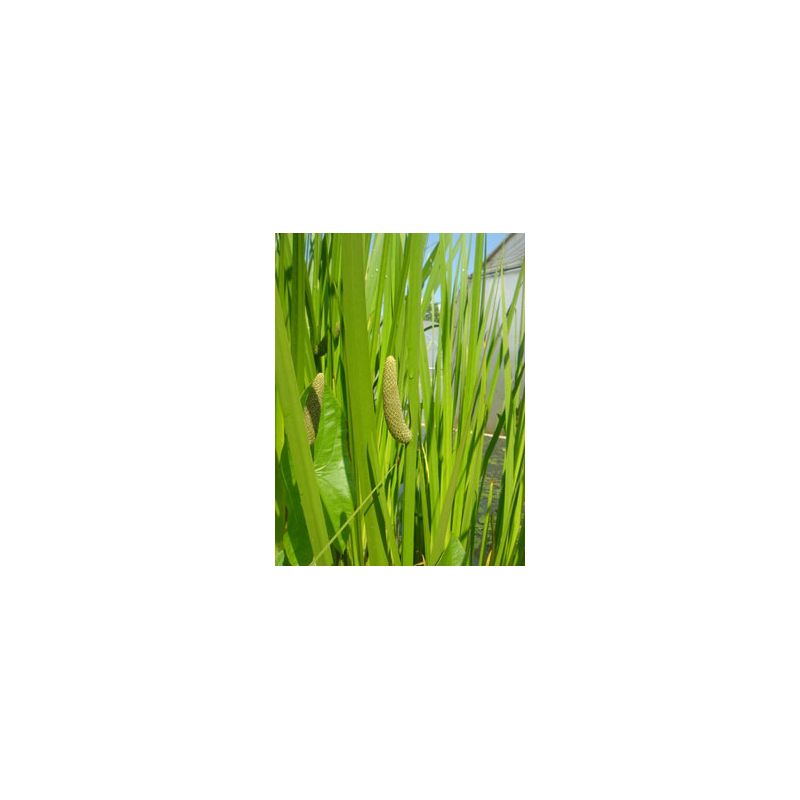 Plante Aquatique Acorus Calamus