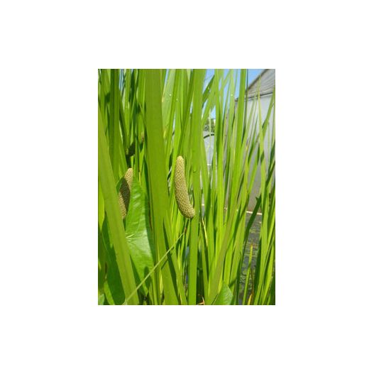 Acorus calamus