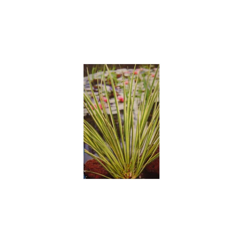 Zoom Acorus gramineus Ogon