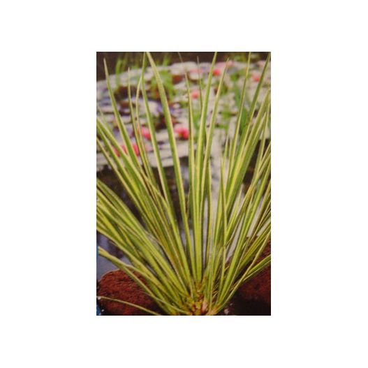 Zoom Acorus gramineus Ogon