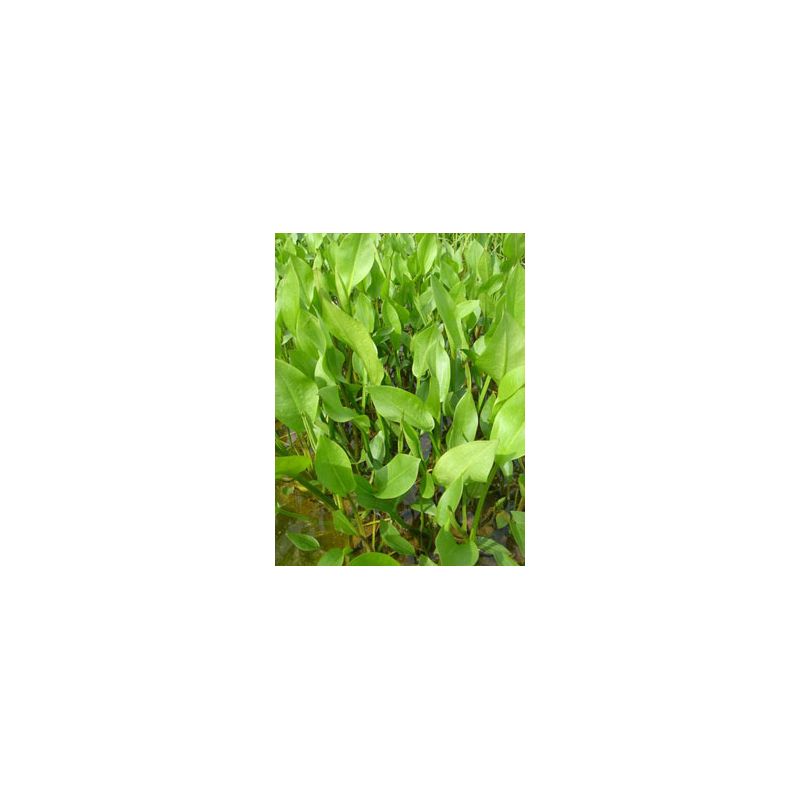 plante aquatique Alisma plantago