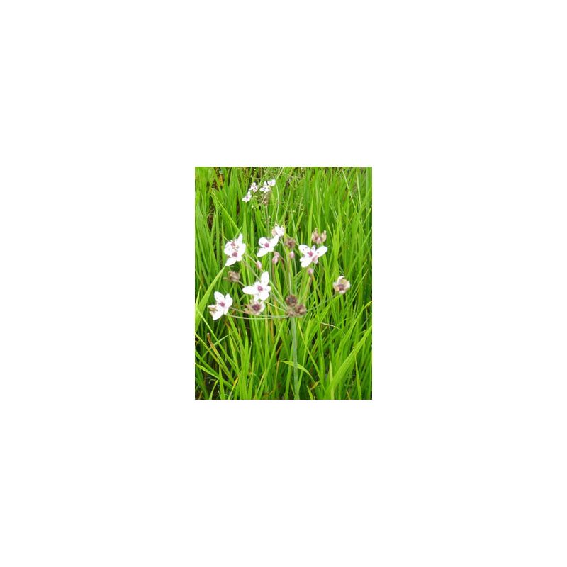 Plante Aquatique Butomus umbellatus