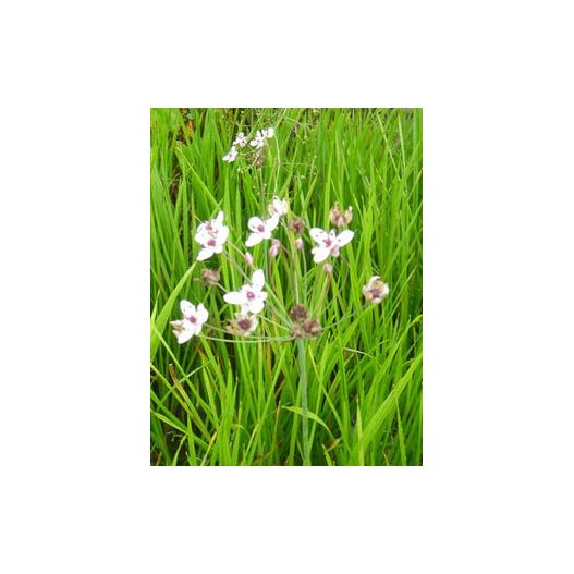 Plante Aquatique Butomus umbellatus