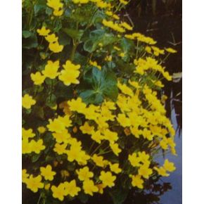 Caltha palustris