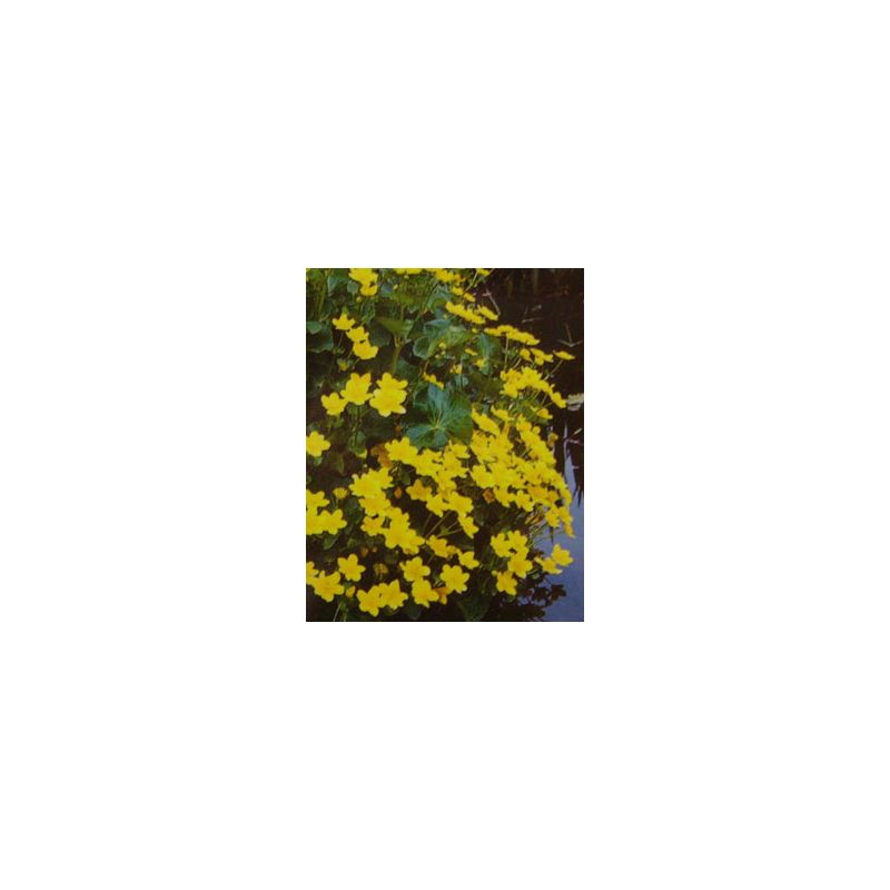 Plante Aquatique Caltha palustris