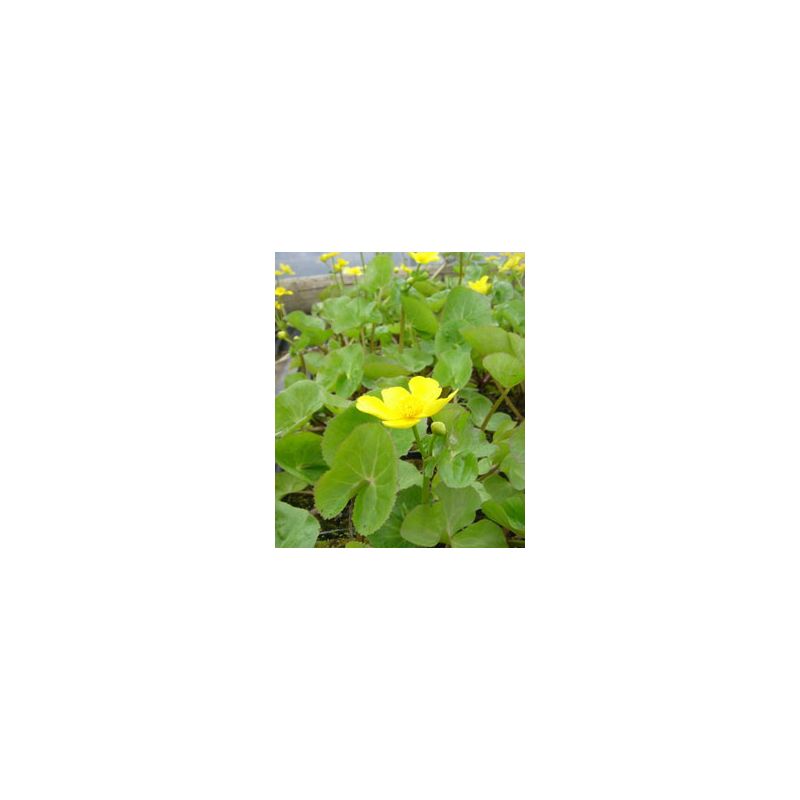 Plante Aquatique Caltha polypetala