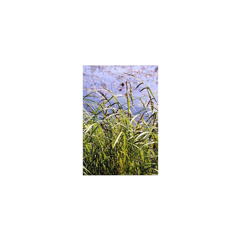 Carex acuta