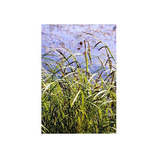 Plante Aquatique Carex acuta