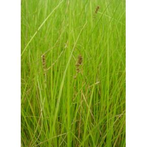 Carex paniculata