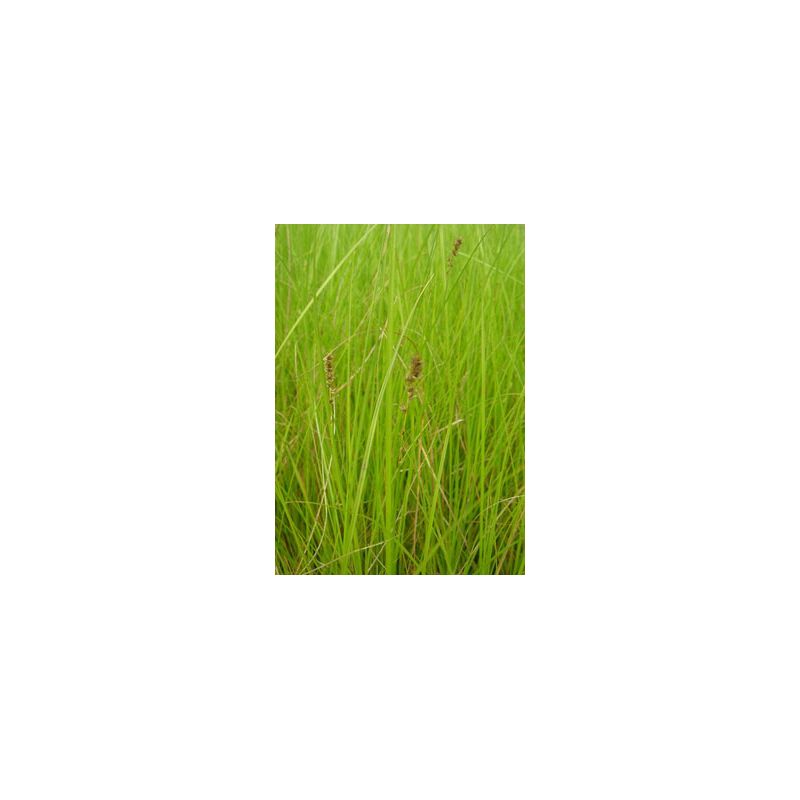 Zoom Plante Aquatique Carex paniculata