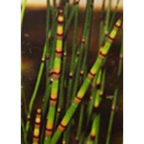 Equisetum americanum