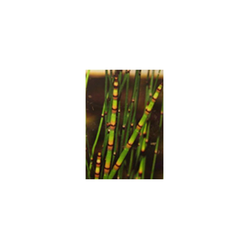 Zoom Plante Aquatique Equisetum americanum