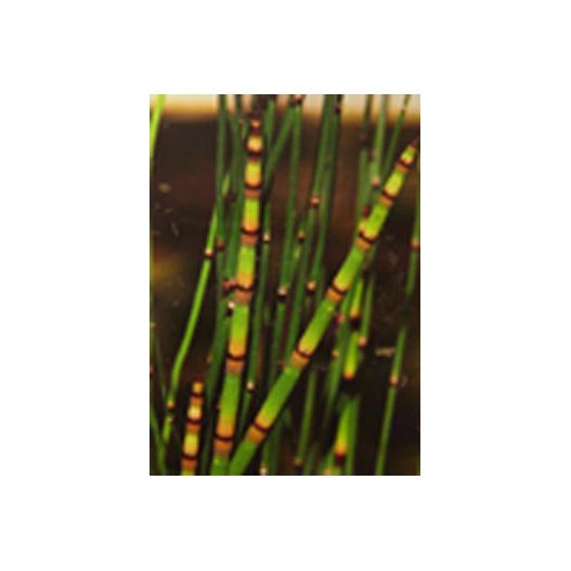 Zoom Plante Aquatique Equisetum americanum