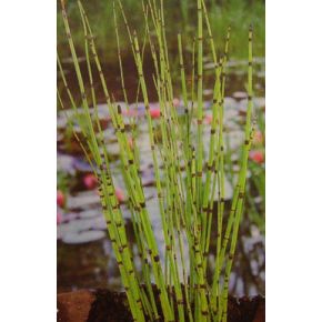 Equisetum japonicum