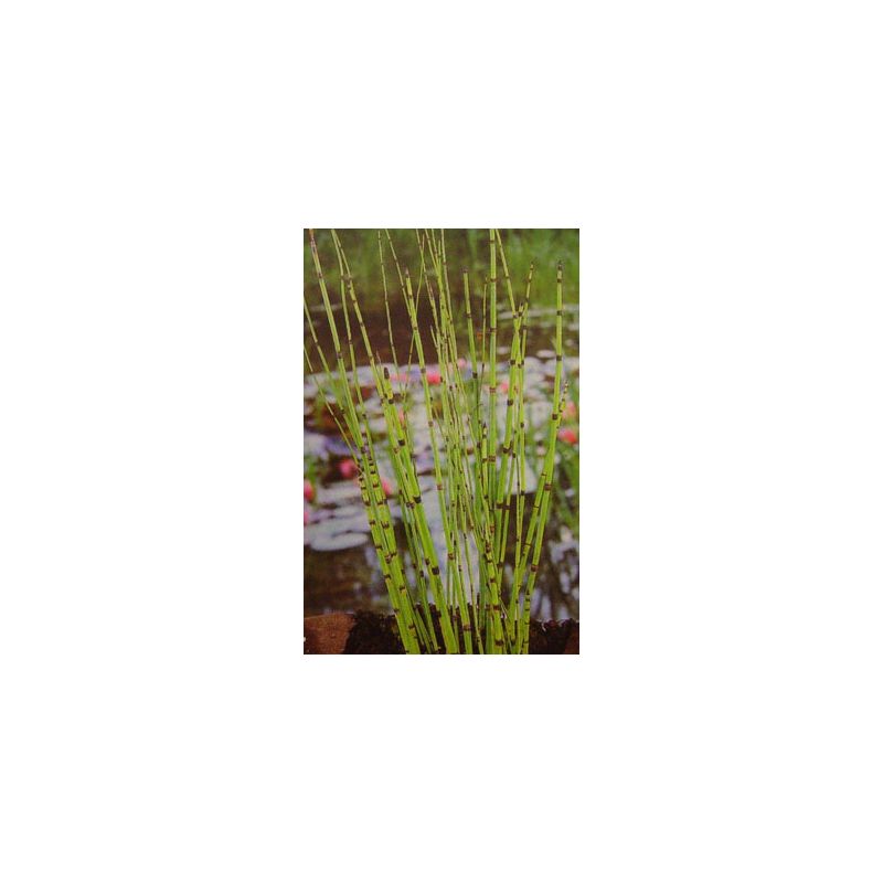 Equisetum japonicum