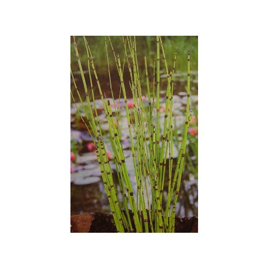 Equisetum japonicum