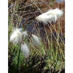 Eriophorum angustifolium