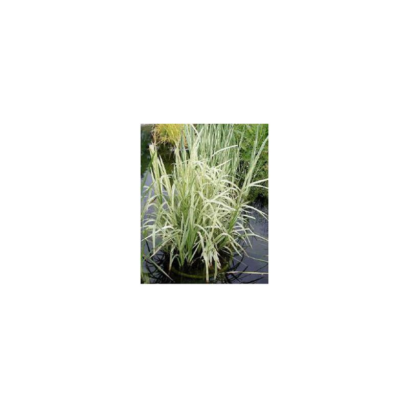 Plante Aquatique Glyceria maxima