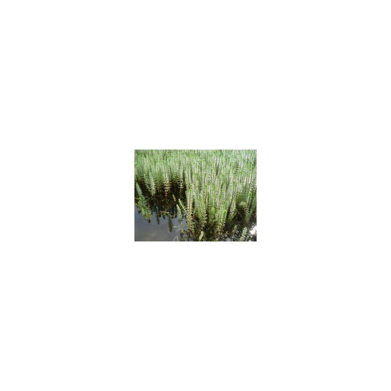 Plante Aquatique Hippuris vulgaris
