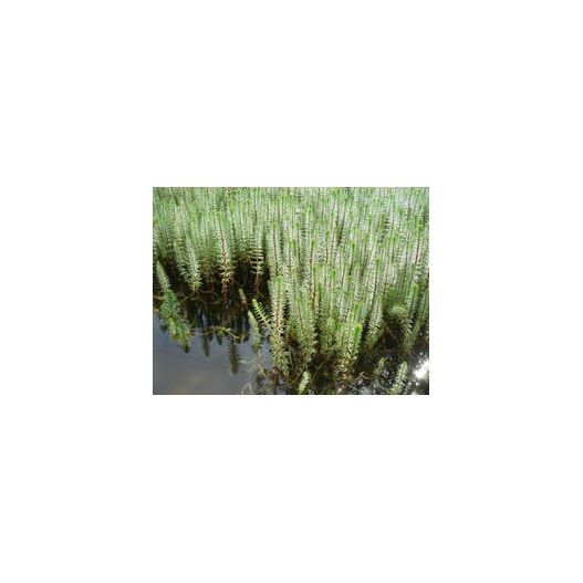 Plante Aquatique Hippuris vulgaris
