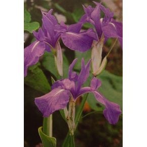 Iris laevigata bleu