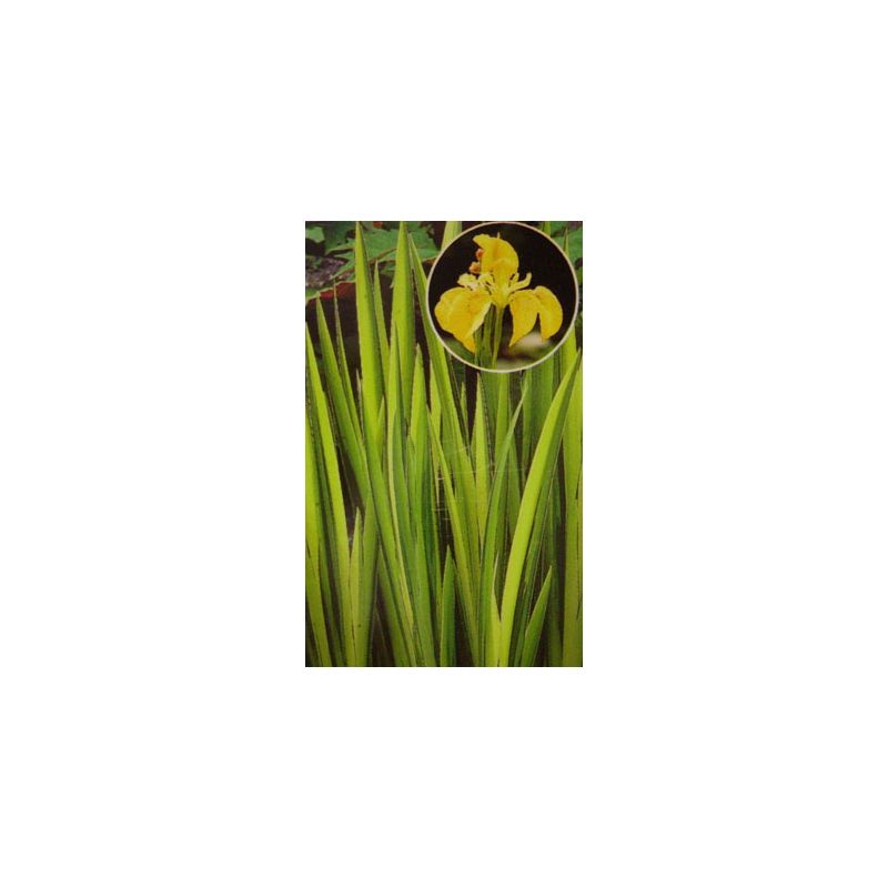 Iris pseudacorus variegatas