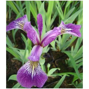 Iris versicolor