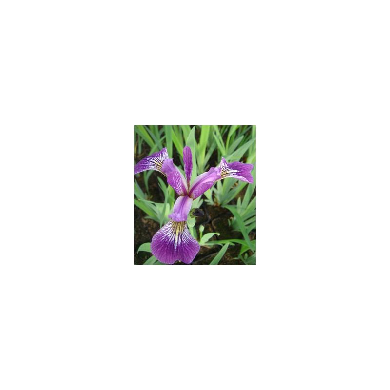 Plante Aquatique Iris versicolor
