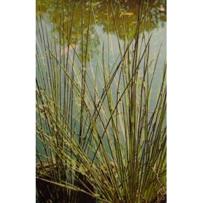 Juncus inflexus