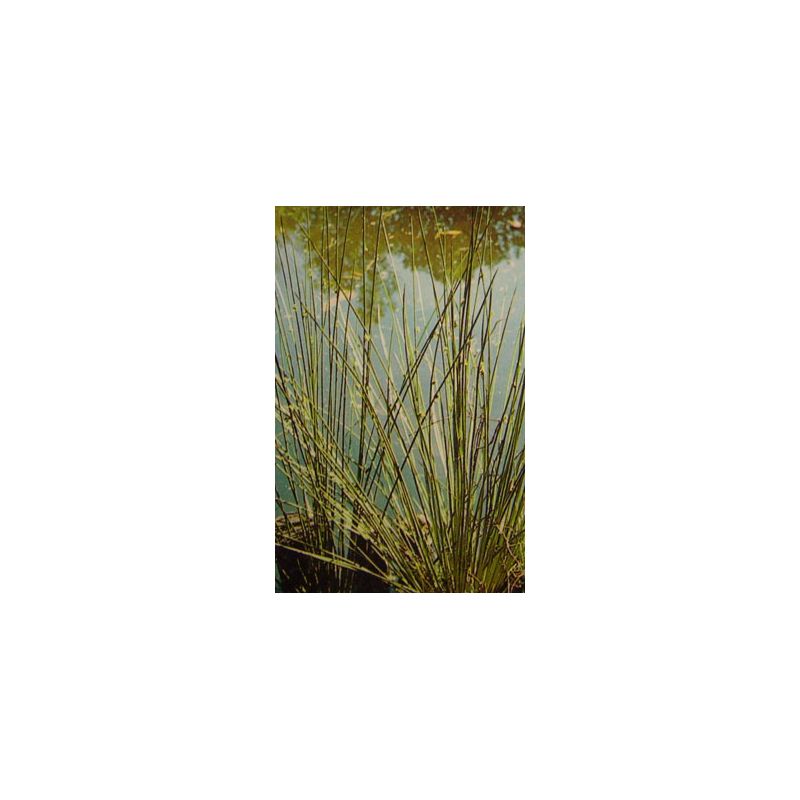 Juncus inflexus