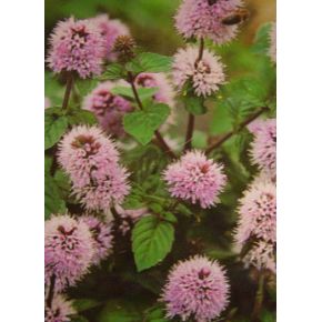 Plante Aquatique Mentha aquatica
