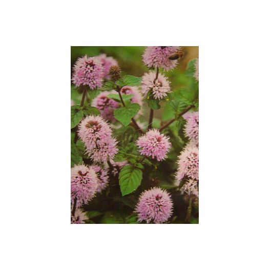 Plante Aquatique Mentha aquatica