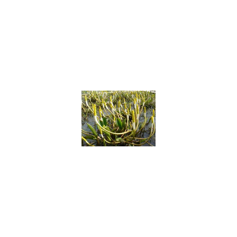 Plante Aquatique Orontium aquaticum