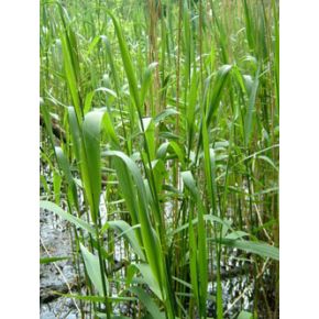 Phragmites australis