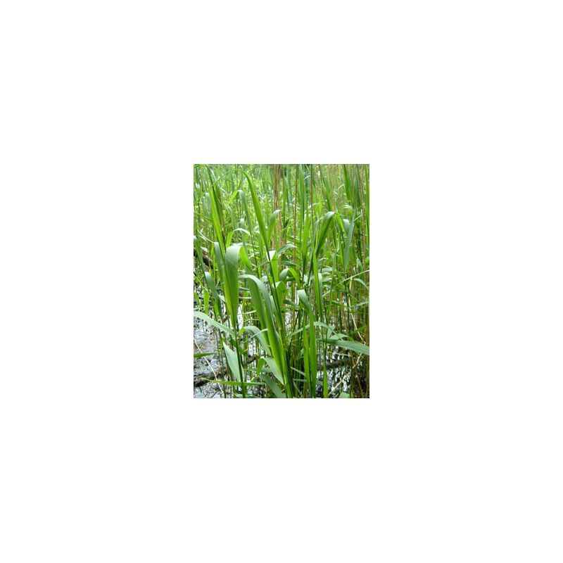 Plante Aquatique Phragmites australis