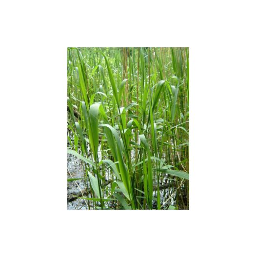 Phragmites australis